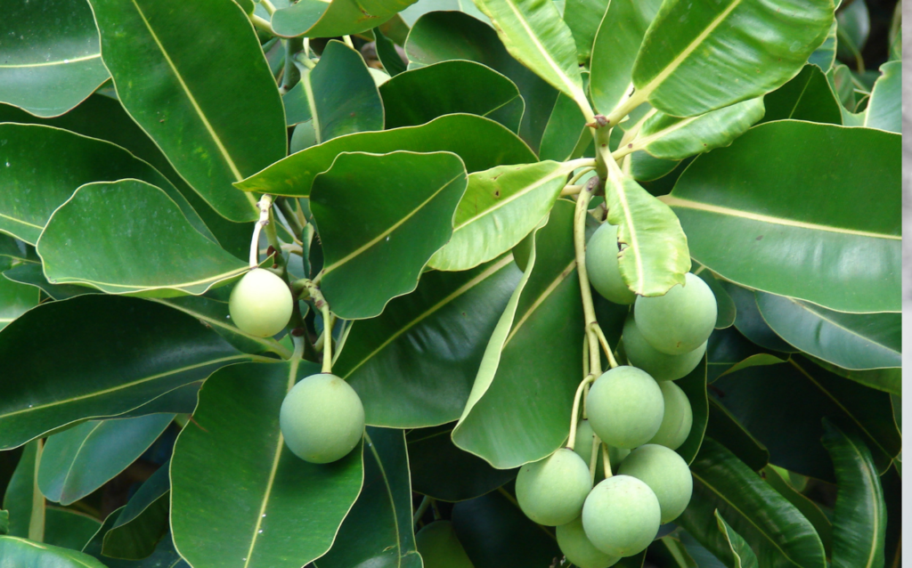 tamanu nut tree